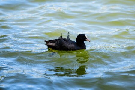 One small black Eurasian coot bird also known as common or Australian coot, swiming on a lake in a sunny summer dayの写真素材