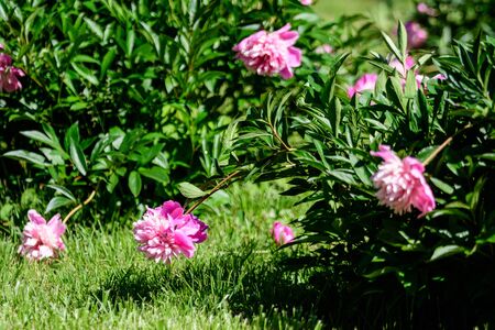 Bush with many large delicate vivid pink peony flowers in a British cottage style garden in a sunny spring day, beautiful outdoor floral background photographed with selective focusの写真素材