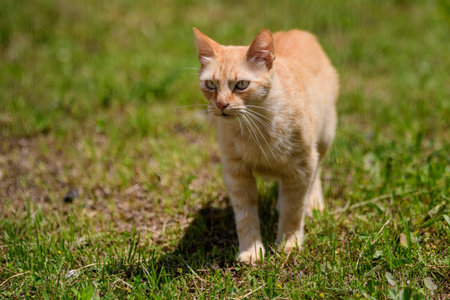 One yellow orange stray cat on a garden alley with green grass as blurred background