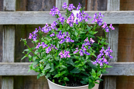 Mixed small vivid blue colored decorative flowers in a garden pot displayed in front of a wooden wall in a British cottage style garden in a sunny summer dayの写真素材