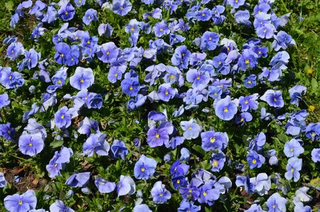 Many vivid blue colored pansies or Viola Tricolor flowers in a sunny spring garden, beautiful outdoor floral monochrome background photographed with soft focusの写真素材