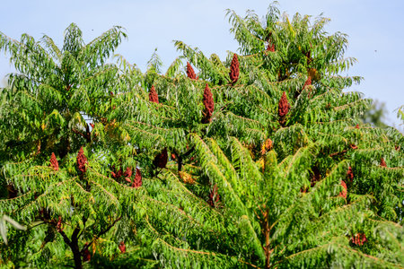 Sumac fruits in the autumn season, commonly known as sumach or sumaq, in a garden in a sunny autumn...