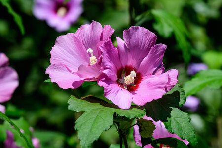 Pink flowers of hibiscus syriacus plant, commonly known as Korean rose, rose of Sharon, Syrian ketmia, shrub althea or rose mallow, in a garden in a sunny summer dayの写真素材