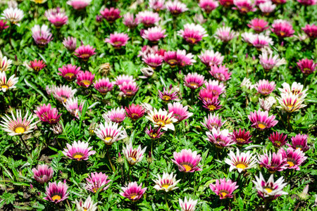 Top view of many vivid pink and white gazania flowers and blurred green leaves in soft focus, in a garden in a sunny summer day, beautiful outdoor floral backgroundの写真素材