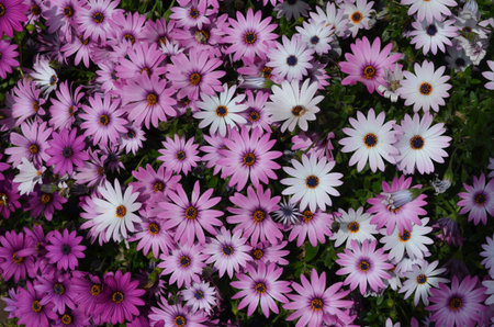 Mauve pink flowers of Dimorphotheca ecklonis or Osteospermum, commonly known as Cape marguerite,...