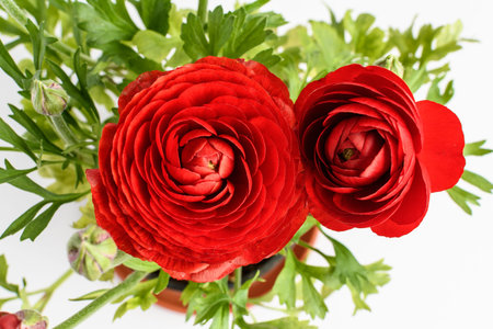 Close up of two large red Ranunculus asiaticus or Persian buttercup flowers with green leaves and...