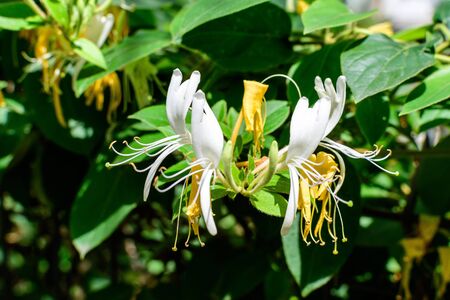 Green bush with fresh vivid yellow and white flowers of Lonicera periclymenum plant, known as European honeysuckle or woodbine in a garden in a sunny summer day, beautiful outdoor floral backgroundの写真素材
