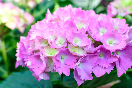 Magenta pink hydrangea macrophylla or hortensia shrub in full bloom in a flower pot, with fresh...