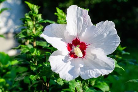 White delicate flower of Cornus kousa tree, commonly known as ousa, kousa, Chinese, Korean and Japanese dogwood, and green leaves in a garden in a sunny spring day beautiful outdoor floral backgroundの写真素材