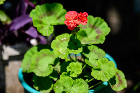 Group of vivid red Pelargonium flowers (commonly known as geraniums, pelargoniums or storksbills) and fresh green leaves in a pot in a garden in a sunny spring day, multicolor natural textureの写真素材
