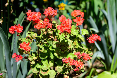Group of vivid red Pelargonium flowers (commonly known as geraniums, pelargoniums or storksbills)...