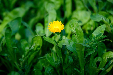 One orange flower and green leaves of Calendula officinalis known as theの写真素材