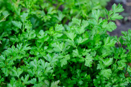 Fresh bush with green leaves of parsley in a garden in a sunny autumn dayの写真素材