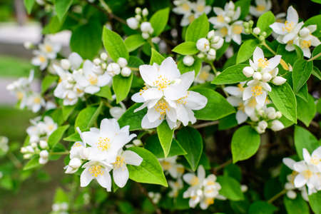 Fresh delicate white flowers and green leaves of Philadelphus coronarius ornamental perennial plant, known as sweet mock orange or English dogwood, in a garden in a sunny summer day, beautiful outdoorの写真素材