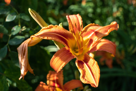One small vivid orange red flowers of Lilium or Lily plant in a British cottage style garden in a...