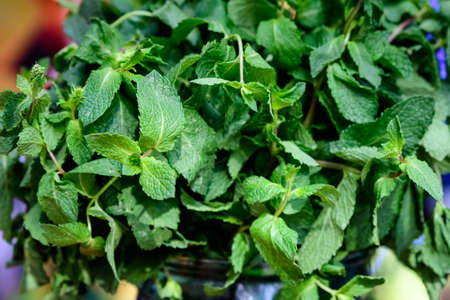 Fresh green mint in a glass jar in display at a food marketの写真素材