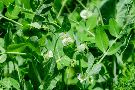 Fresh green organic peas leaves and flowers  in a traditional vegetables garden in a summer day, selective focusの写真素材
