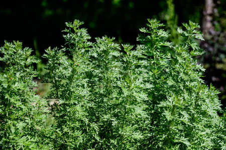 Close up of fresh green leaves of Artemisia absinthiumÂ (wormwood,Â grand wormwood,Â absinthe or absinthium), in a garden in a sunny spring day background photographed with soft focusの写真素材