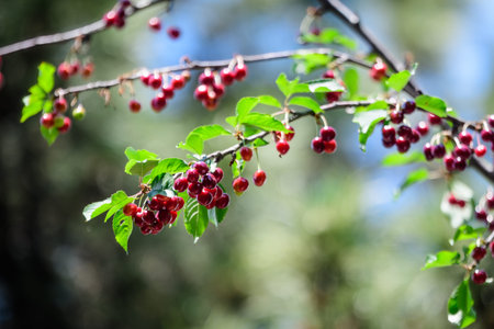 Close up of a ripe fresh red cherries and green leaves in a tree orchard in a garden in a sunny...