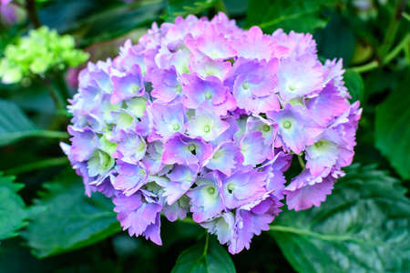Magenta pink hydrangea macrophylla or hortensia shrub in full bloom in a flower pot, with fresh green leaves in the background, in a garden in a sunny summer dayの写真素材