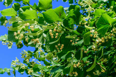 Small linden leaves and yellow flowers on tree branches viewed from below towards clear blue sky, in a garden in a sunny spring dayの写真素材