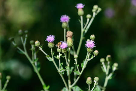 Delicate pink and purple flowers of Carduus nutans plant, commonly known as musk or nodding plumeless thistle, in a garden in a sunny summer day, national flower and symbol of Scotland, United Kingdomの写真素材
