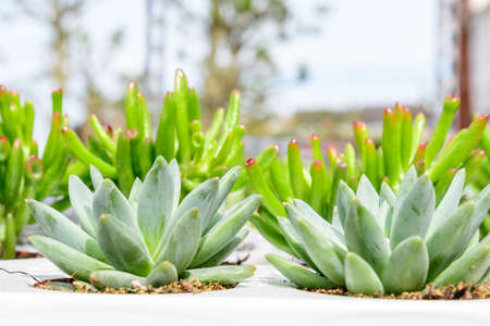 Little green succulent plants with fresh leaves in direct sunlight a a window, photographed with soft focusの写真素材