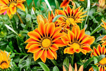 Vivid orange gazania flowers and green leaves in soft focus, in a garden in a sunny summer dayの写真素材