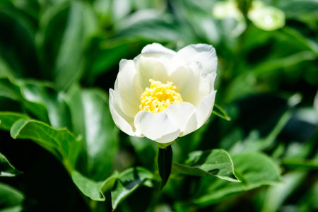 Bush with one large delicate white peony flower in a British cottage style garden in a sunny spring...
