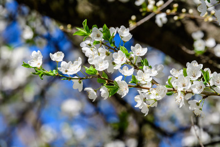 Close up of a branch with white cherry tree flowers in full bloom with blurred background in a...