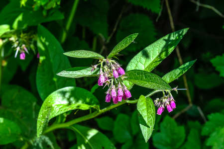 Small blue flowers of Symphytum officinale, commonly known as Quaker comfrey, cultivated comfrey, boneset, knitbone, consound or slippery-root, surrounded by green grass in a sunny spring gardenの写真素材