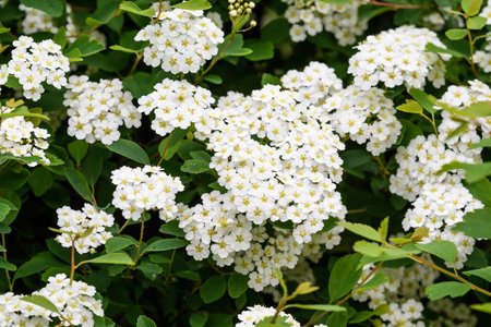 Close up of large branch with delicate white flowers of Spiraea nipponica Snowmound shrub in full...