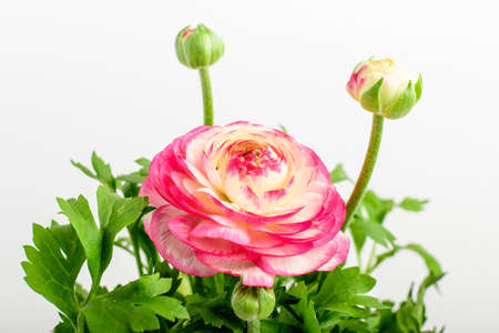 Top view of delicate vivid pink and white flower and blurred green leaves of Ranunculus plant commonly known asの写真素材
