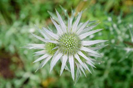 Top view of one green flower of Eryngium planum plant, commonly known as the blue eryngo or flat sea holly, in a garden in a sunny spring day, photographed with soft focusの写真素材