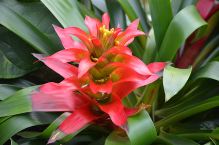 Close up of one vivid red Bromelia flower with delicate green leaves in a garden pot in a green...