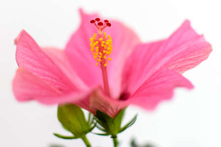 Close up of one large and delicate vivid pink hibiscus flower isolated on white background, beautiful indoor floral background photographed with soft focusの写真素材
