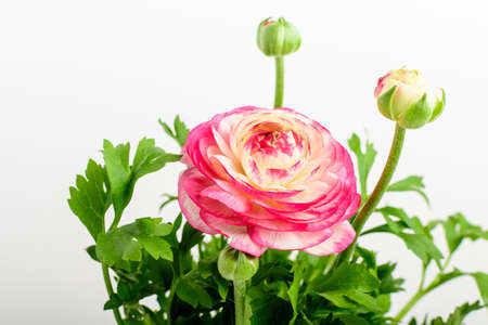 Side view of delicate vivid pink and white flower and blurred green leaves of Ranunculus plant commonly known asの写真素材