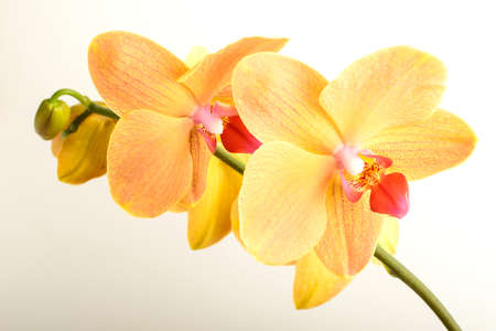 Close up vivid yellow orange Phalaenopsis orchid flowers in full bloom in a garden pot in a sunny summer day, beautiful outdoor floral background photographed with soft focusの写真素材