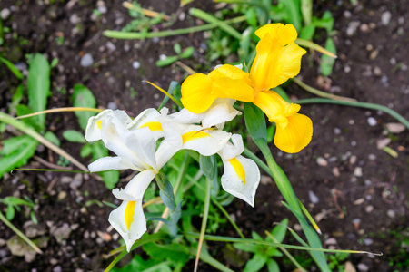 Top view of one white iris flower and one vivid yellow iris, in a sunny spring garden, beautiful...
