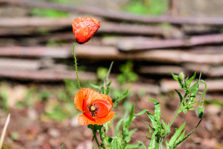 Close up of two red poppy flowers and blurred green leaves in a British cottage style garden in a sunny summer day, beautiful outdoor floral background photographed with soft focusの写真素材