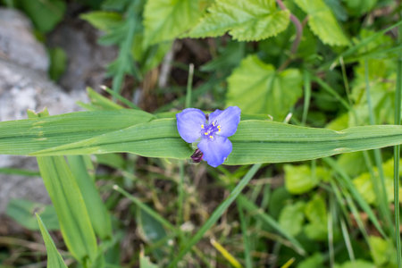 Close up of small blue flowers and green leaves of Tradescantia Virginiana plant, commonly known as Virginia spiderwort or Bluejacket in a sunny summer garden, beautiful outdoor floral backgroundの写真素材
