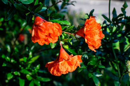 Close up of one beautiful small vivid orange red pomegranate flower in full bloom on blurred green background, photographed with soft focus in a garden in a sunny summer dayの写真素材