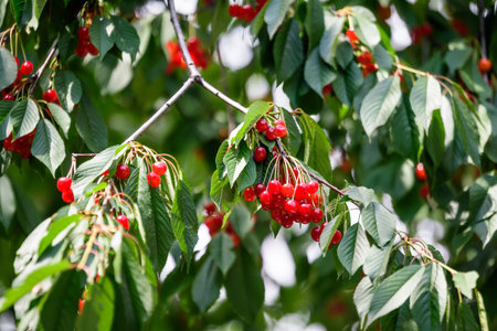 Close up of a ripe fresh red cherries and green leaves in a tree orchard in a garden in a sunny...