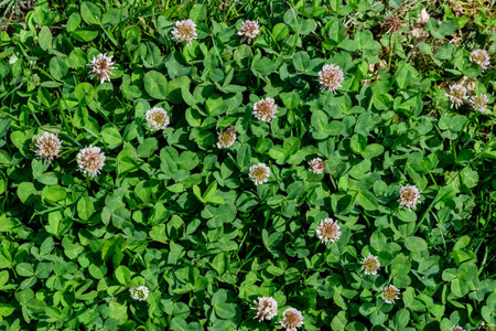 Background of clover or trefoil (Trifolium) white flowers and green leaves in a sunny spring day,...