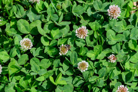 Background of clover or trefoil (Trifolium) white flowers and green leaves in a sunny spring day,...