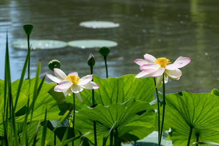Close up of two delicate white water lily flowers (Nymphaeaceae) in full bloom on a water surface in a summer garden, beautiful outdoor floral background photographed with soft focusの写真素材