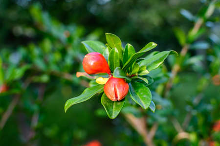 Close up of one beautiful small vivid orange red pomegranate flower in full bloom on blurred green background, photographed with soft focus in a garden in a sunny summer dayの写真素材