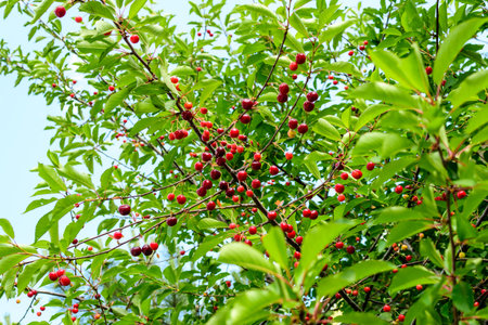 Close up of a ripe fresh red cherries and green leaves in a tree orchard in a garden in a sunny...