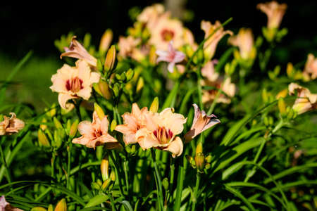 Vivid orange flowers of Hemerocallis Lilium or Lily plant in a British cottage style garden in a sunny summer day, beautiful outdoor floral background photographed with soft focusの写真素材