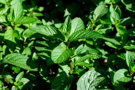 Fresh green peppermint or mentha Ã piperita, also known as Mentha balsamea leaves in direct sunlight, in an organic herbs garden, in a sunny summer dayの写真素材
